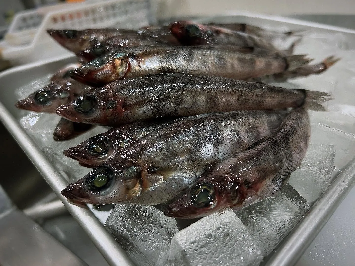 メヒカリ一夜干し