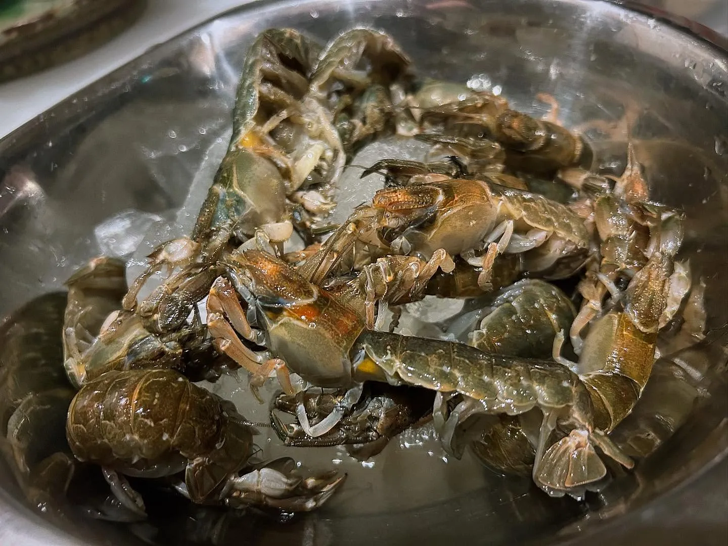 真シャク入荷致しました!