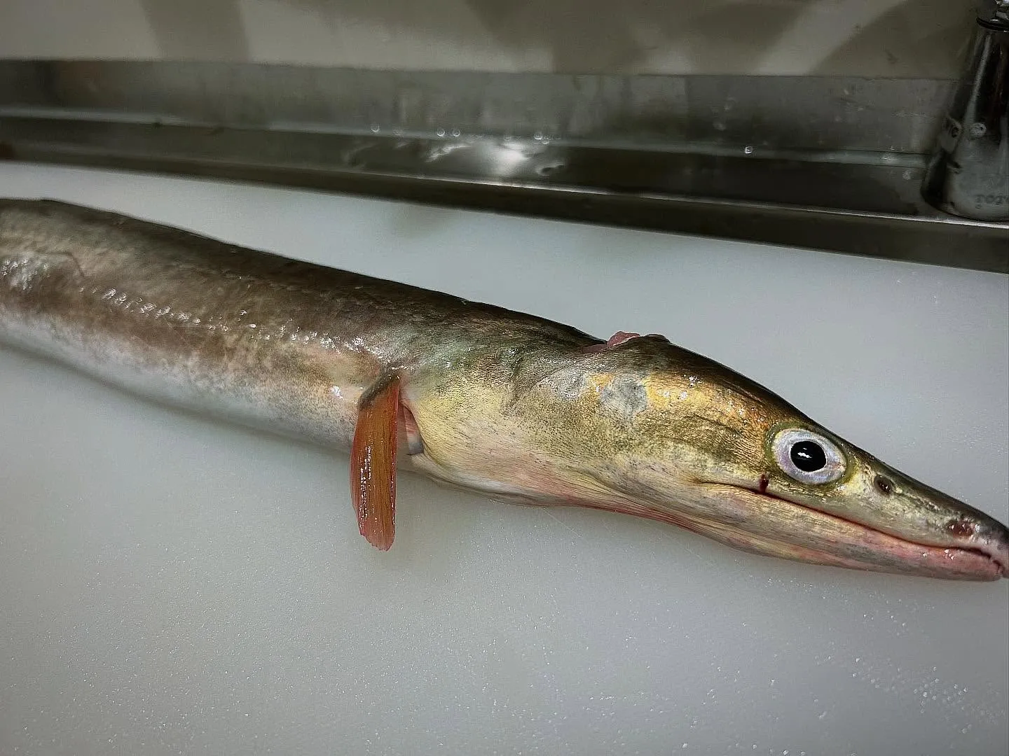 「鱧の季節到来」