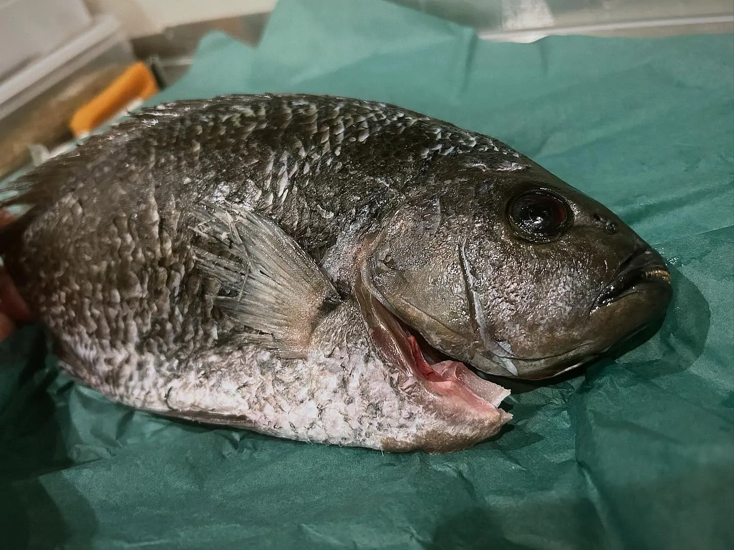 あっとゆうまに７月